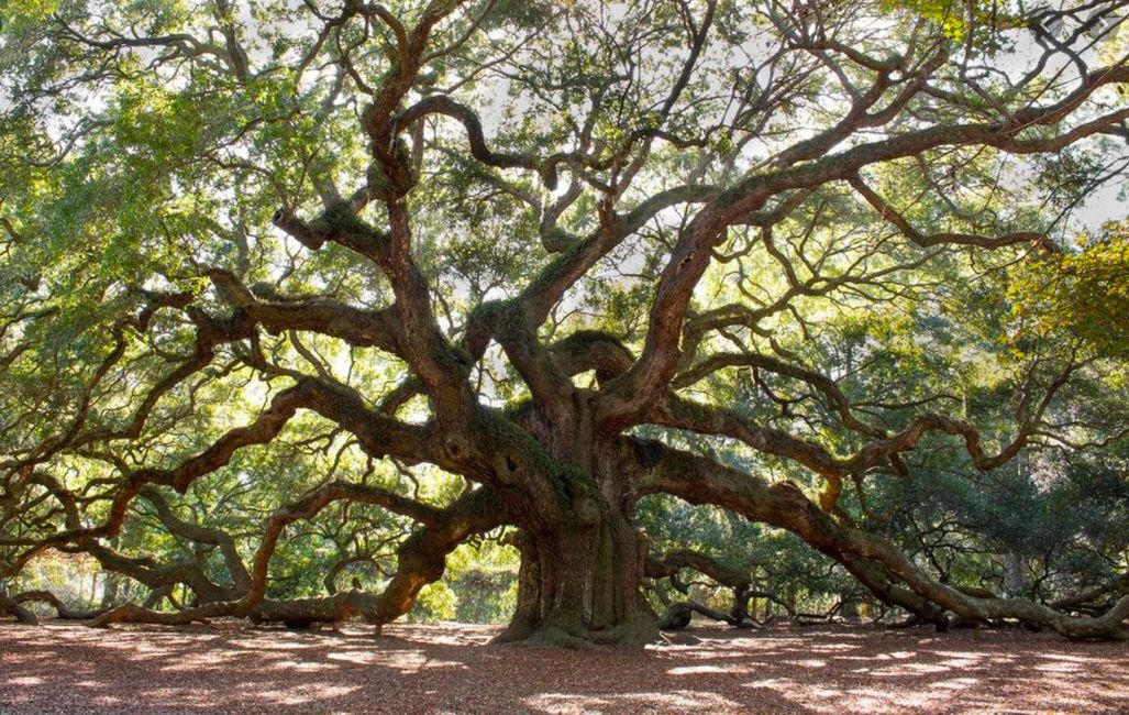 Historic Live Oaks THE TREE EXPERT llc